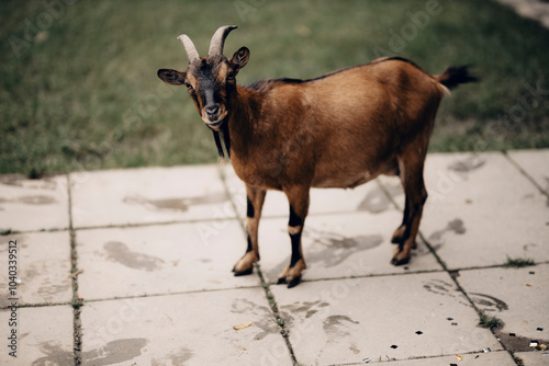 Koza zwierzę goat