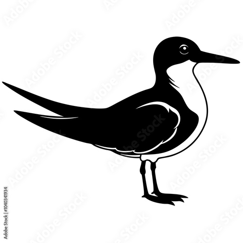 black and white skimmer 