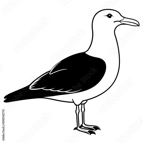 great black backed gull on white