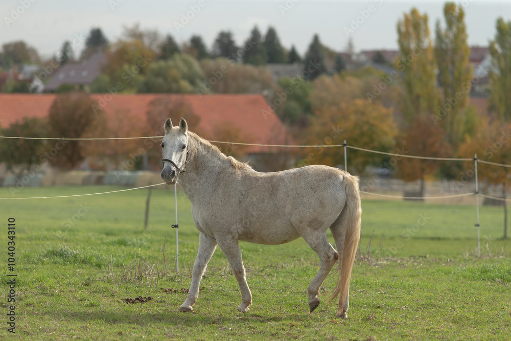 A beautiful white horse is leisurely walking through an expansive grassy field under the clear blue sky. It grazes peacefully A beautiful white horse is leisurely walking through an expansive grassy field under the clear blue sky. It grazes peacefully