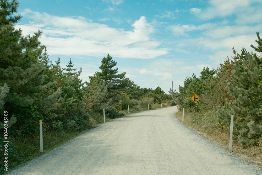 Pine trees along Burma Road on Fire Island, New York