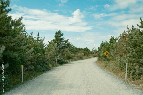 Obraz na płótnie Pine trees along Burma Road on Fire Island, New York w salonie