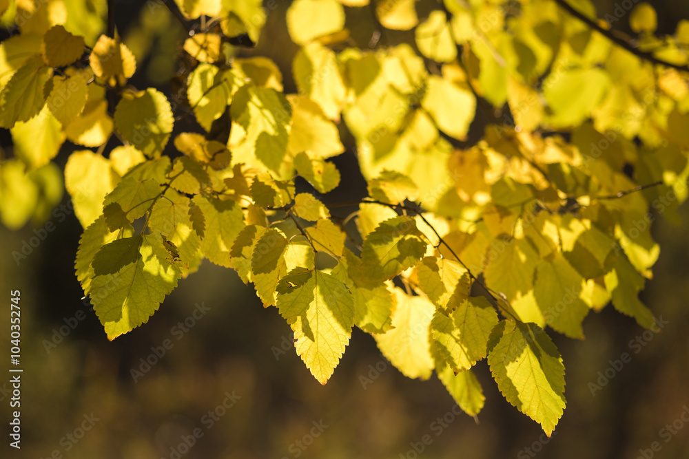 autumn leaves on the tree autumn leaves on the tree