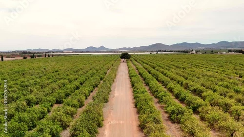 Bird's-Eye View of lemon crop. Tree in the middle of the cultivation path. Drone flight