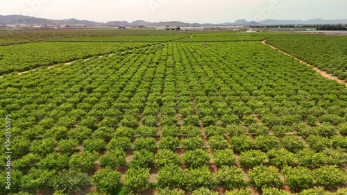 Background of lemon tree cultivation from the air.