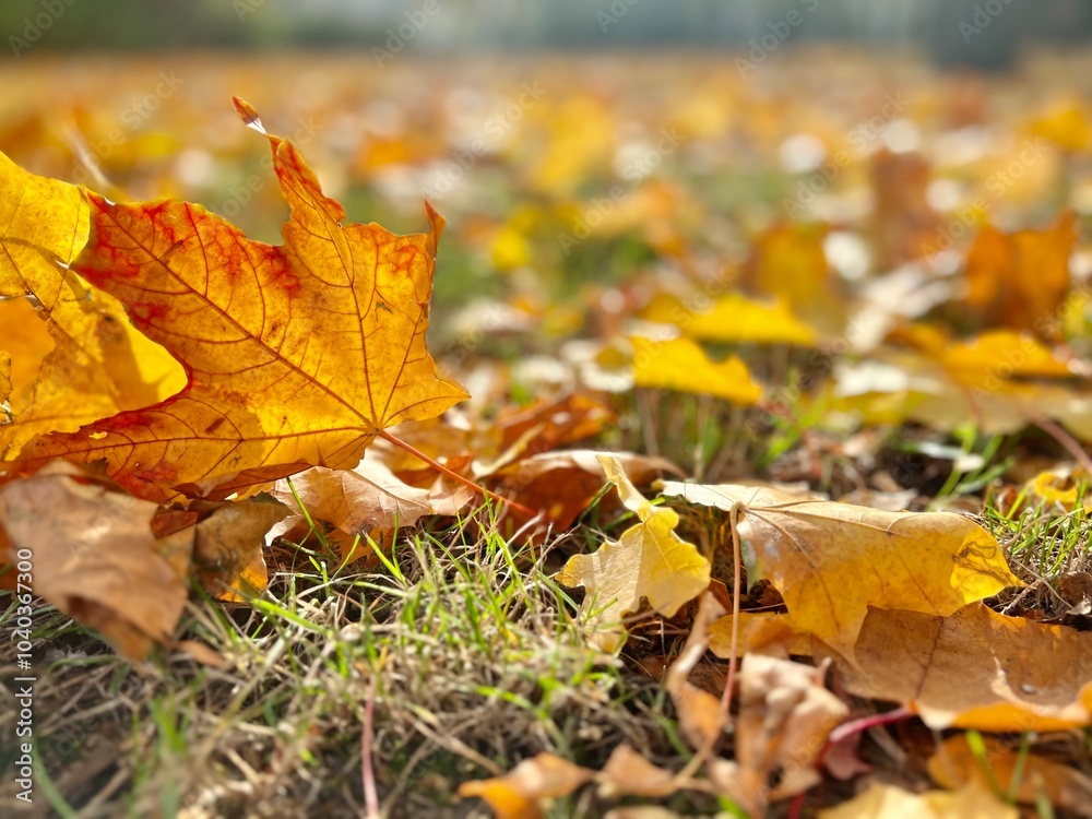 yellow orange maple leaves in sunlight organic authentic background texture autumn and tranquility atmosphere yellow orange maple leaves in sunlight organic authentic background texture autumn and tranquility atmosphere