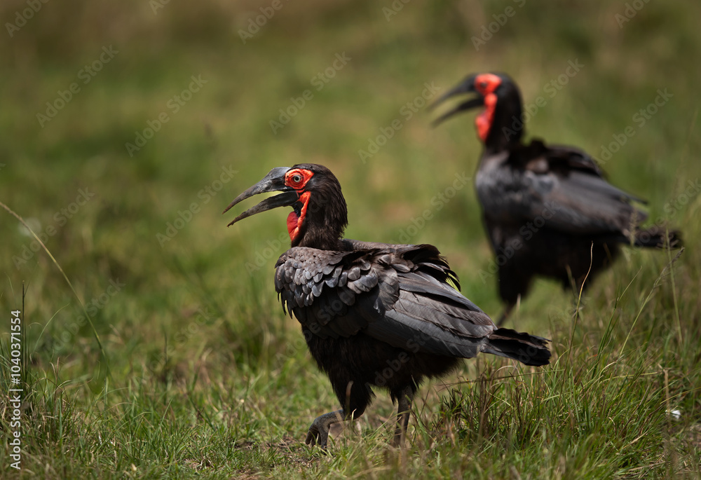 Obraz premium A pair of Southern ground hornbill on the green, Masai Mara, Kenya