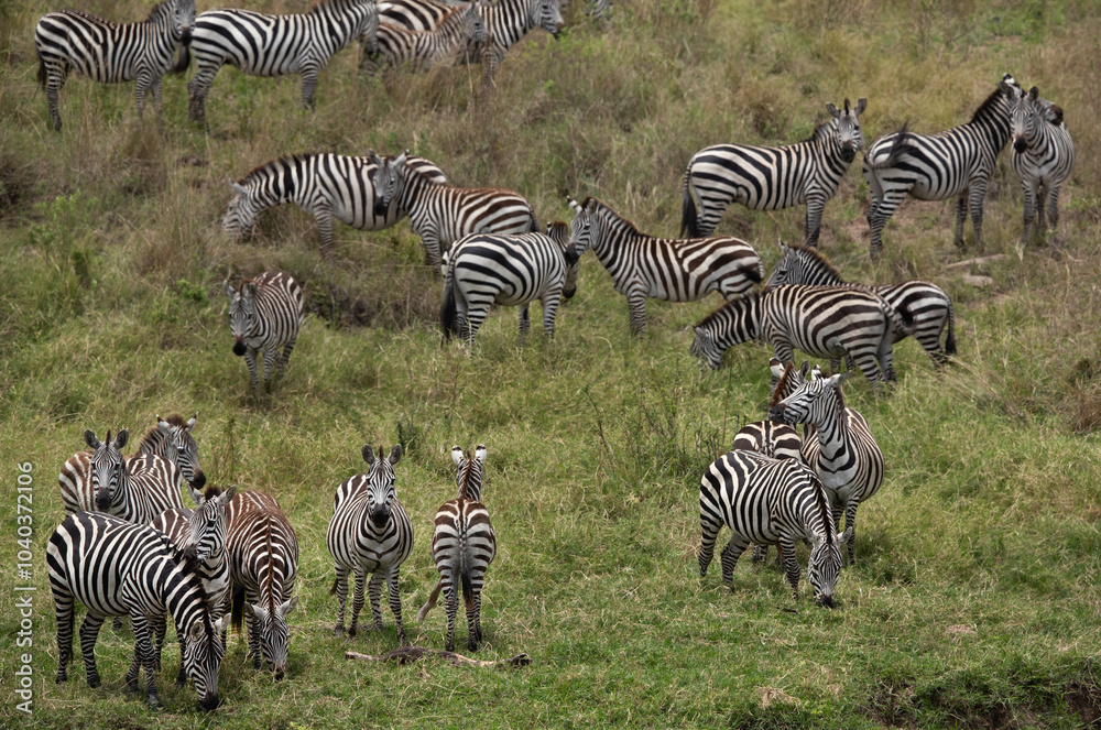 Naklejka premium Selective focus on zebra at savannah, Masai Mara, Kenya