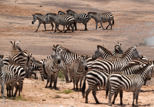 A herd of zebra in a river bed at Masai Mara, Kenya