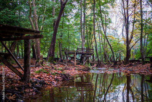 Autumn Trees in the Forest photo