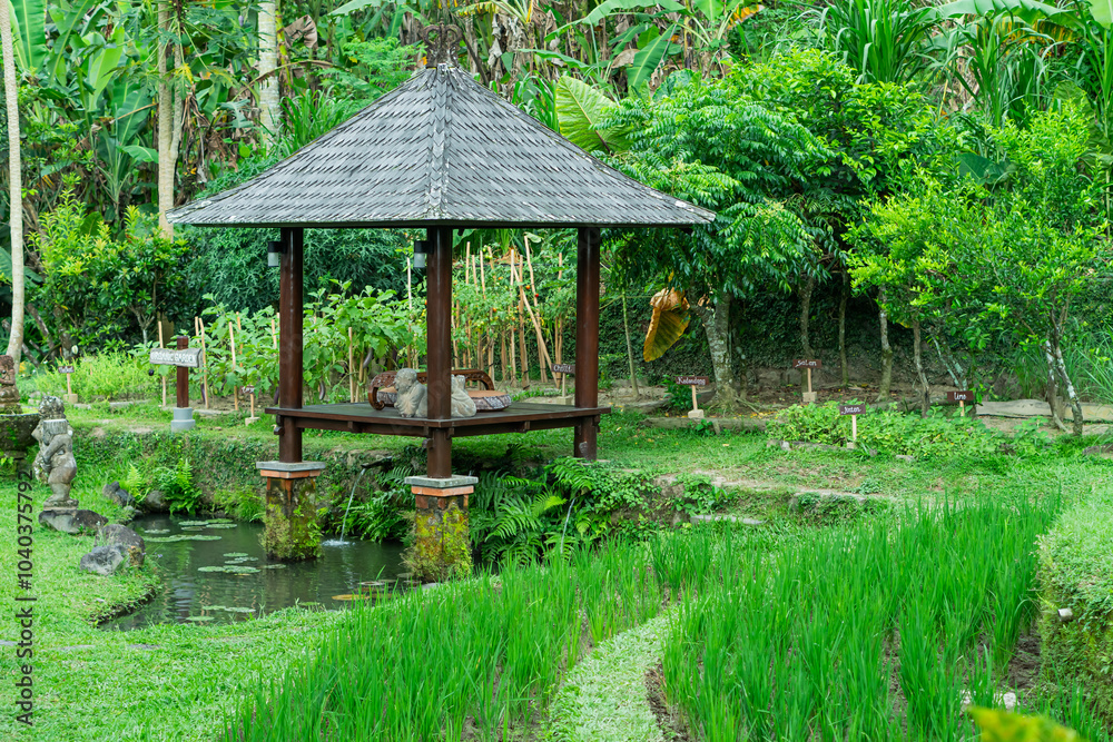 Terraced Rice Fields in Tropical Landscape Terraced Rice Fields in Tropical Landscape