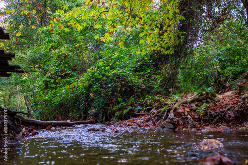 Autumn Trees in the Forest photo