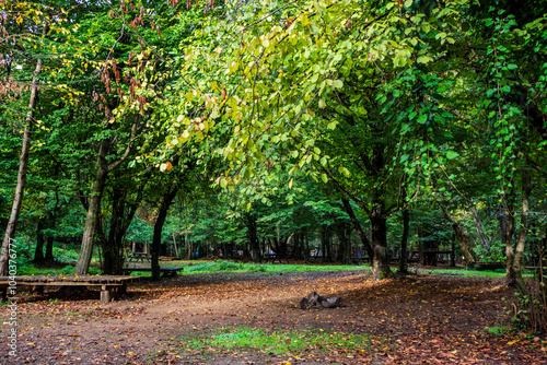 Wallpaper Mural Autumn Trees in the Forest Torontodigital.ca