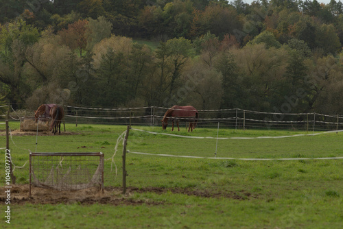 There are two beautiful horses peacefully grazing in a vast field with lush trees visible in the background, creating a serene picture