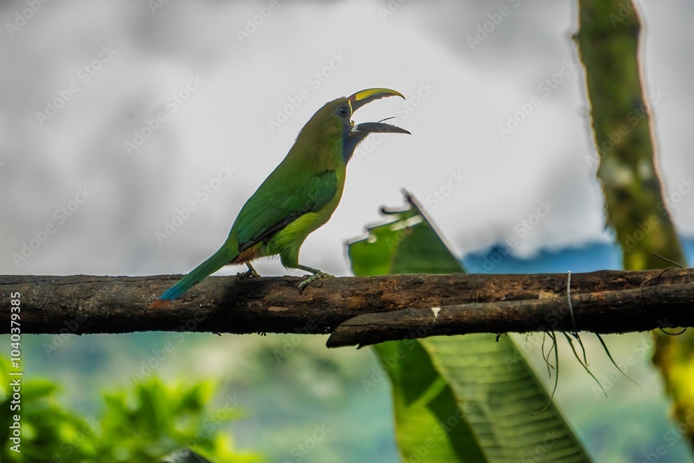 Beautiful toucan posing Beautiful toucan posing