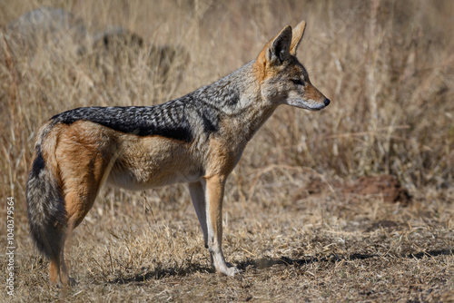 Photography A  black backed jackal standing in the Pilanesberg National Park, South Africa