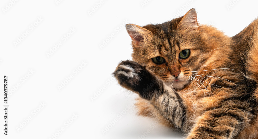 Obraz premium Beautiful Siberian cat sits and looks away. Cat close up. Cute fluffy Kitten. Kitten on a white background. Pet. Animal care. Animal background. Copy space for text or design. Horizontal image.