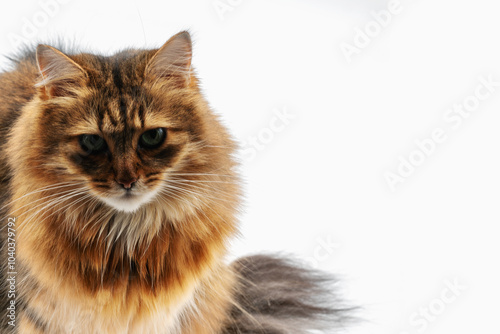 An angry look of beautiful Siberian cat sits and looks away. Cat close up. Cute fluffy Kitten. Kitten on a white background. Pet. Animal care. Animal background. Copy space. photo