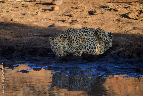 An African leopard comes to a waterhole to drink, Pilanesberg National Park, South Africa