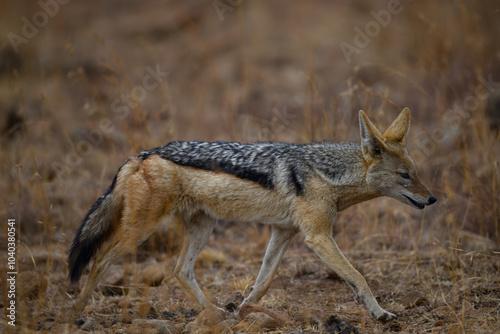 Photography A  black backed jackal walking in the Pilanesberg National Park, South Africa