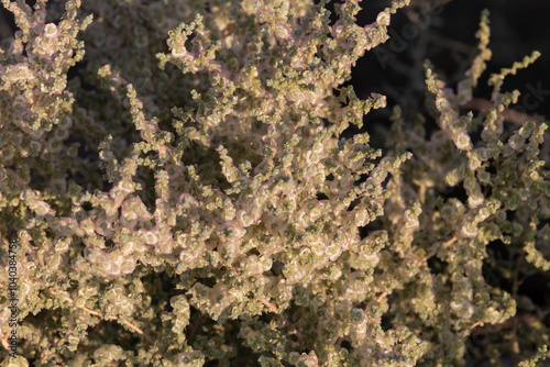 Salt Lover or scientifically known as Halogeton glomeratus, a species of flowering plant in the amaranth family. photo