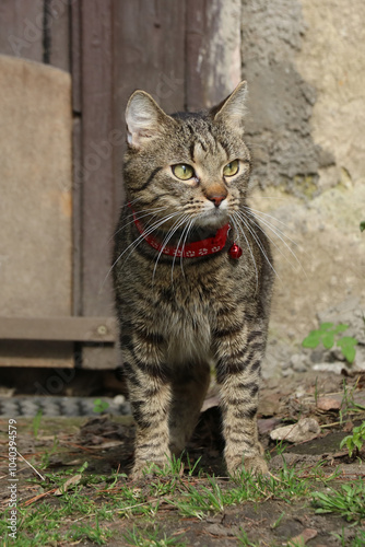 Domestic cat exploring the garden