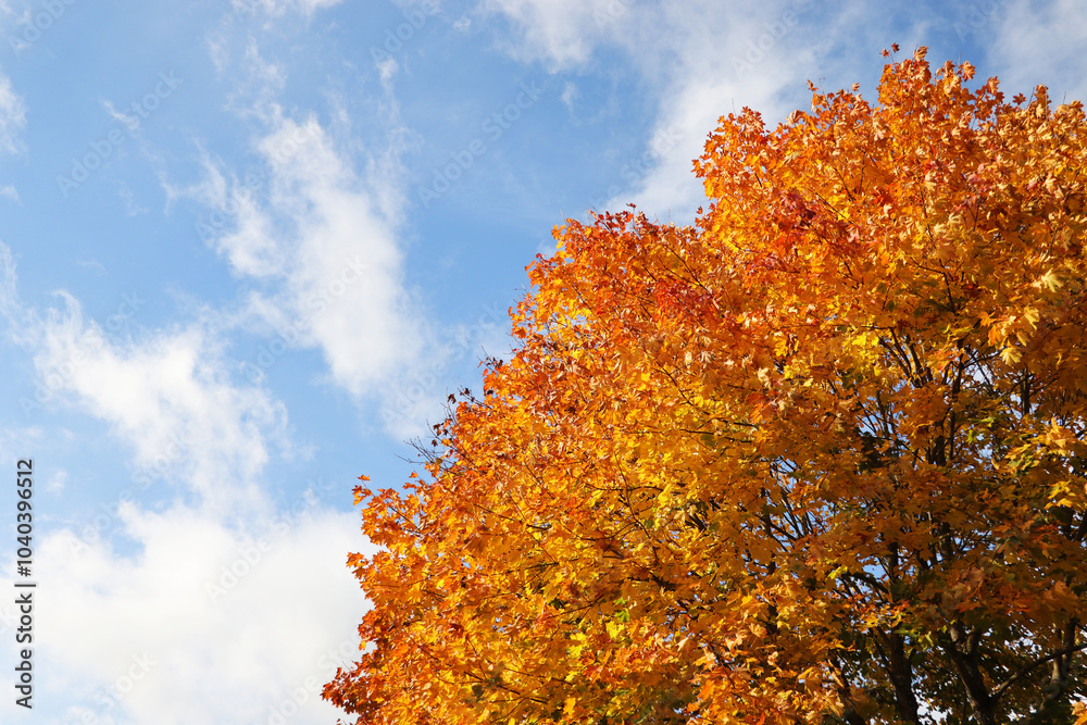 Colored maple leaves on blue sky with clouds Colored maple leaves on blue sky with clouds