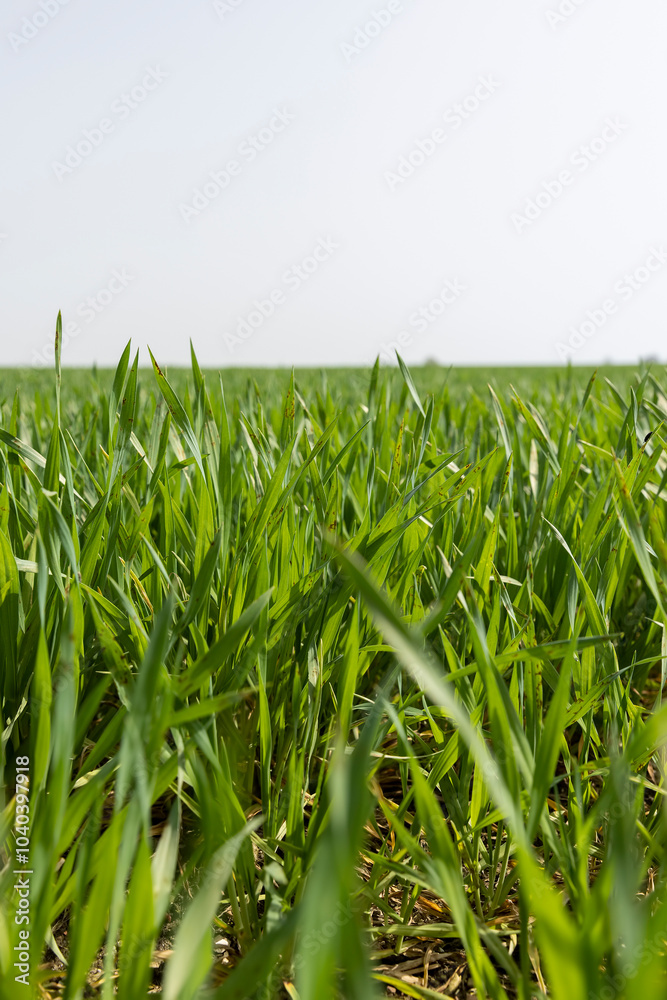 new growing crop of cereals in the spring season new growing crop of cereals in the spring season