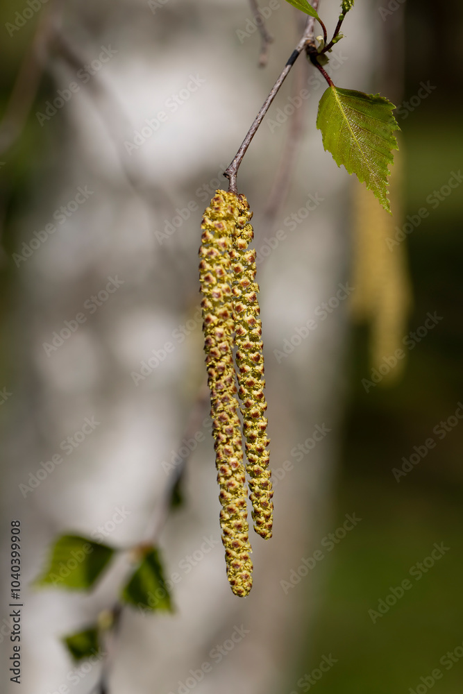 young foliage and flowers of the birch tree in spring young foliage and flowers of the birch tree in spring