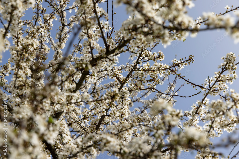 cherry blossoming with white flowers cherry blossoming with white flowers