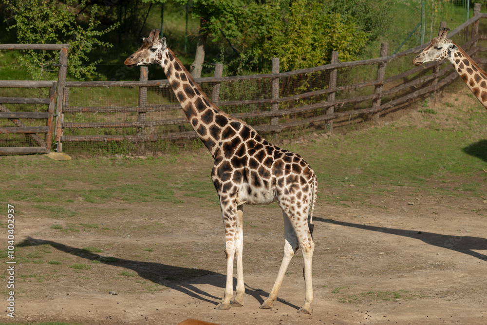 A majestic giraffe elegantly standing tall in a serene environment, showcasing its unique and beautiful spots A majestic giraffe elegantly standing tall in a serene environment, showcasing its unique and beautiful spots