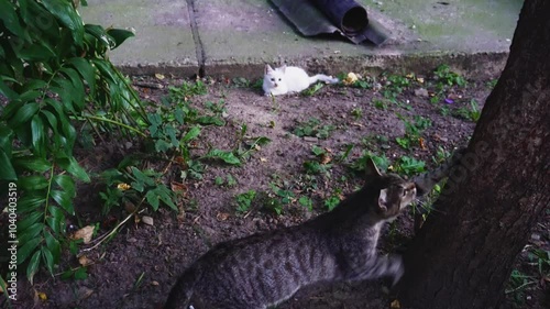 Homeless mother cat plays with her offspring. Homeless kittens play on the street. Stray kittens about abandoned building.