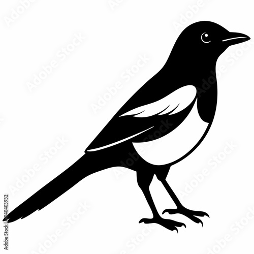 Magpie robin bird silhouette on white background