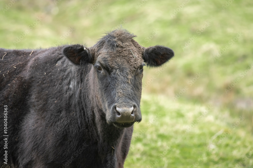 A black Cow portrait in a field in Scotland, uk, close up in the spring time A black Cow portrait in a field in Scotland, uk, close up in the spring time