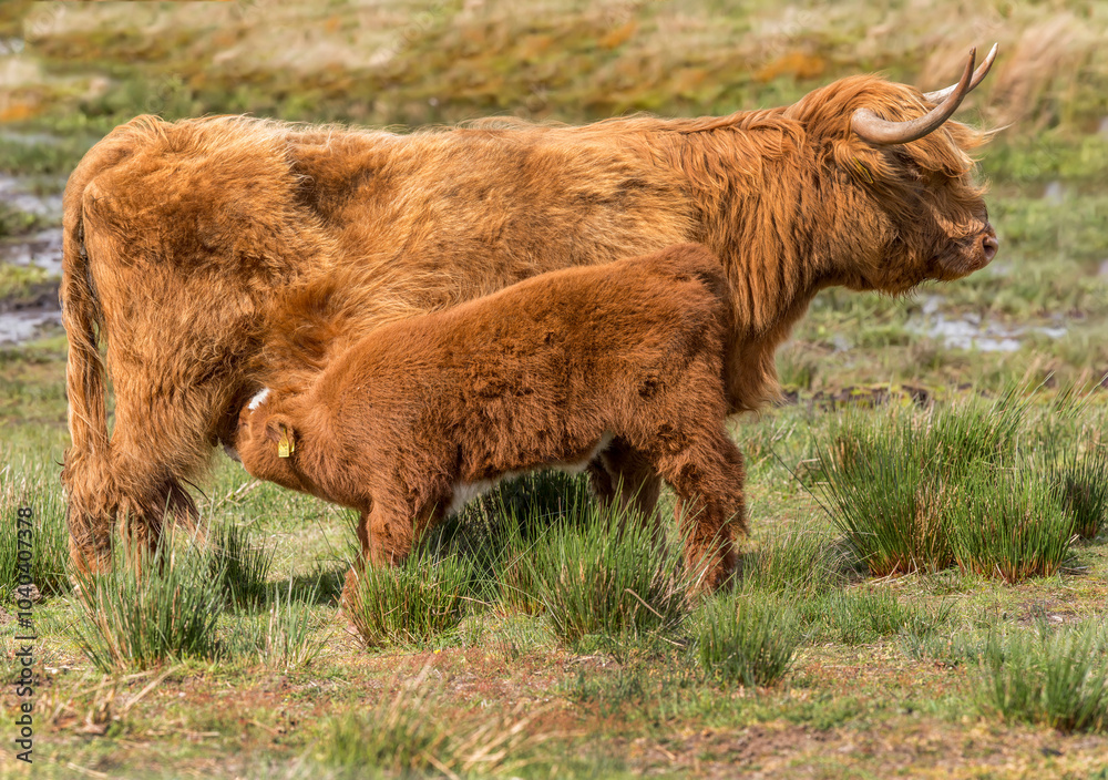 Highland Cow juvenile, feeding from its mother, in a field, close up Highland Cow juvenile, feeding from its mother, in a field, close up