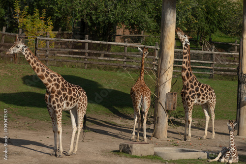 A stunningly beautiful scene of giraffes standing majestically in their natural habitat in the wilds of Africa