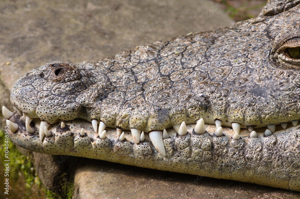 Obraz premium dinosaur teeth