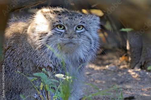 Canvas Print pallas's cat