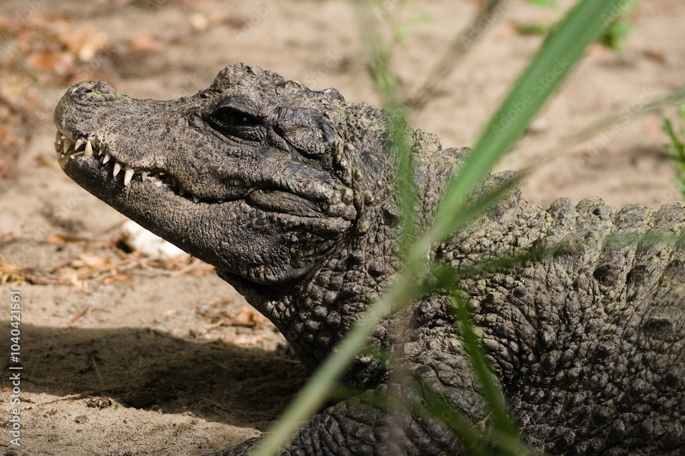 Obraz premium mini dinosaur