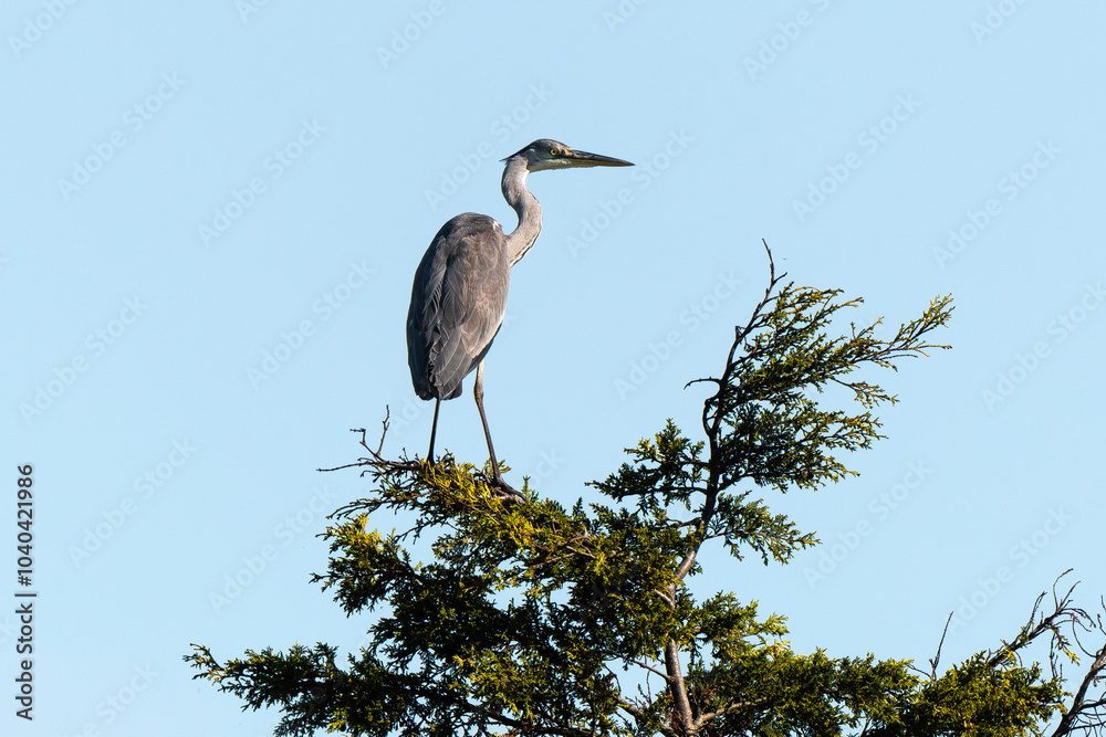 Obraz premium Héron cendré, Ardea cinerea, Grey Heron