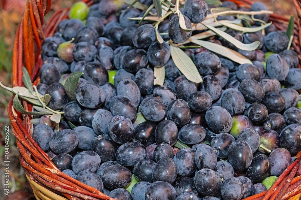 Fototapeta premium Black olives picked from a tree in a basket.