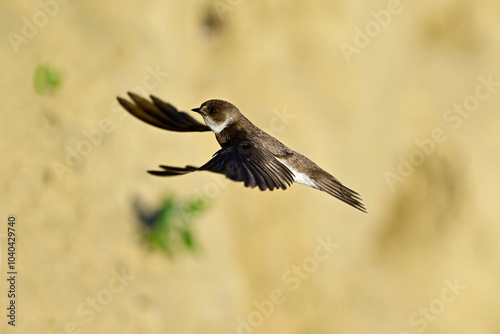 Uferschwalbe // Sand martin (Riparia riparia)