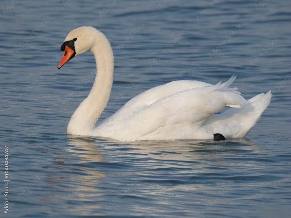 The majestic elegance of a swan swimming in the pristine waters of the Upper Zurich Lake (Obersee), Hurden, Schwyz, Switzerland The majestic elegance of a swan swimming in the pristine waters of the Upper Zurich Lake (Obersee), Hurden, Schwyz, Switzerland