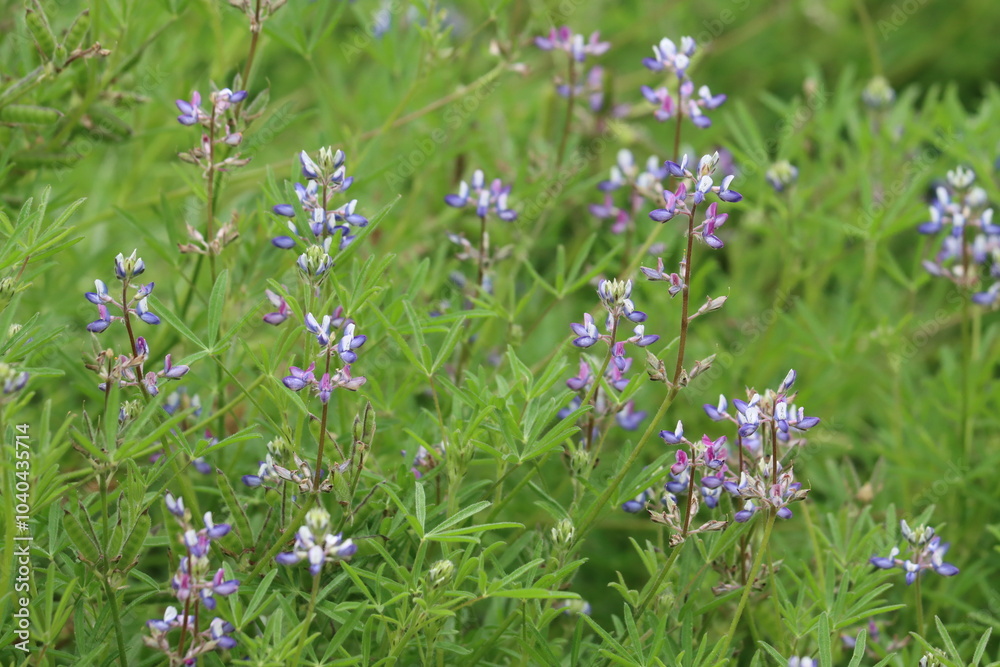 Miniature Lupine, Lupinus Bicolor, a handsome native monoclinous annual herb displaying terminal indeterminate raceme inflorescences during Spring in the Santa Monica Mountains. Miniature Lupine, Lupinus Bicolor, a handsome native monoclinous annual herb displaying terminal indeterminate raceme inflorescences during Spring in the Santa Monica Mountains.