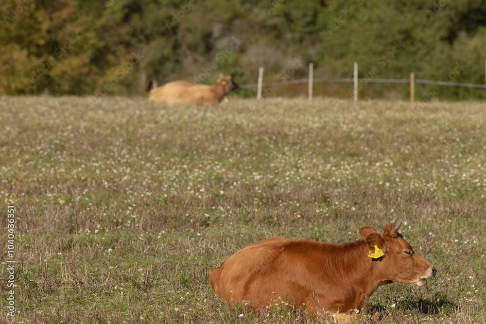 Fototapeta premium In a picturesque grassy field, a brown cow adorned with a bright yellow tag on its ear is comfortably laying down, enjoying its peaceful surroundings