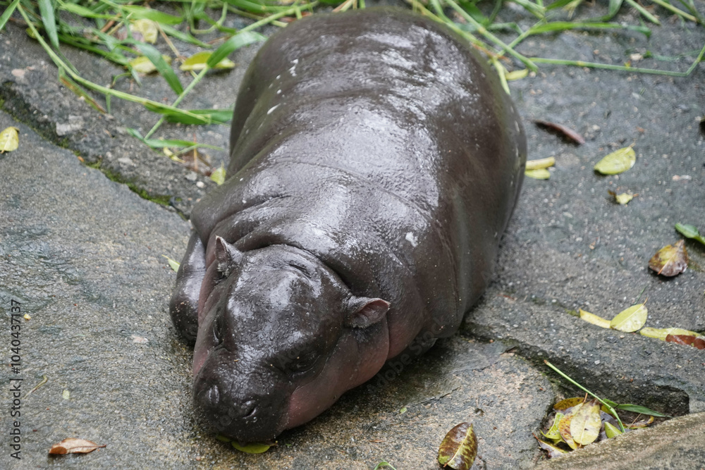 Three-month-old pygmy hippo found sleeping in zoo Three-month-old pygmy hippo found sleeping in zoo