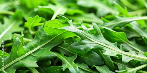 Close-up of Fresh Green Arugula Leaves, Macro Photography, Organic Greens, Salad Ingredient, Arugula, Greens, Salad