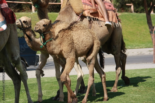 Paseo en camello en marruecos photo