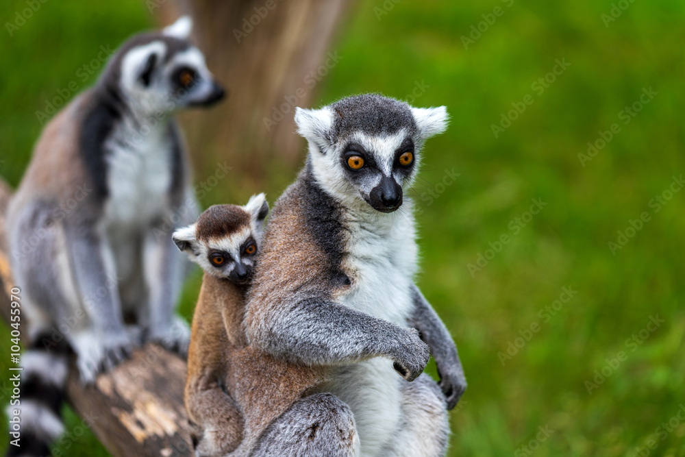 Fototapeta premium Ring-tailed lemur and little baby on her back