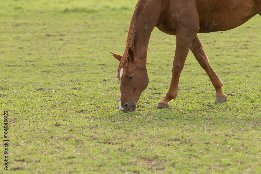 A beautiful brown horse is peacefully grazing in a lush grassy field on a warm sunny day, enjoying the fresh plant life around it A beautiful brown horse is peacefully grazing in a lush grassy field on a warm sunny day, enjoying the fresh plant life around it